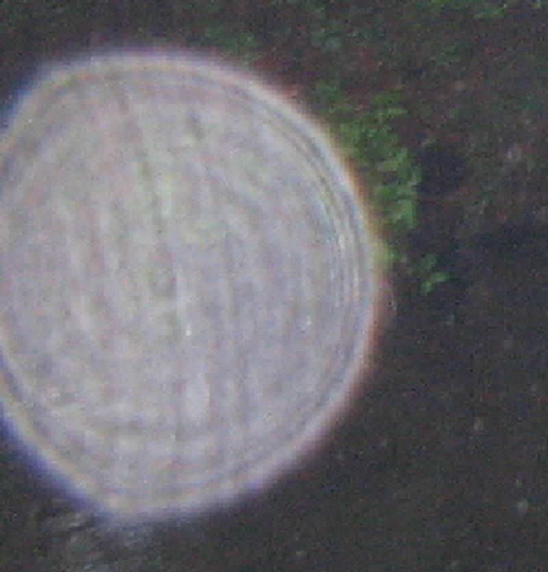 䶗